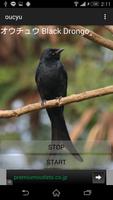 1 Schermata Cries of birds drongo