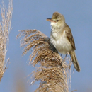 Great reed warbler singing APK