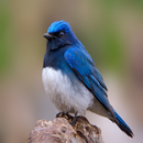 Blue-and-White Flycatcher crie aplikacja