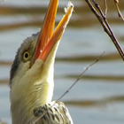 Heron cries icône