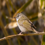 Cries of birds pale-legged wil