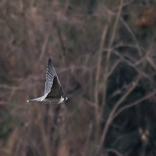 Peregrine Falcon cry