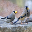 APK Cries of birds Grosbeak