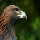 Golden eagle cry আইকন