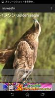 Golden eagle cry Affiche