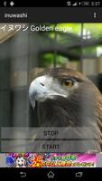 Golden eagle cry imagem de tela 1