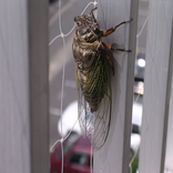 nsect singing cicadas