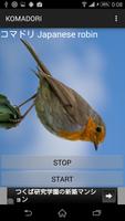 鳥鳴き声コマドリ 포스터