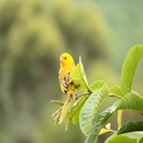 APK 鳥鳴き声ローラカナリア