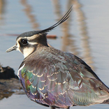 Northern lapwing