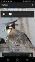 Northern lapwing Affiche