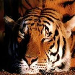 Tiere klingt in Nature