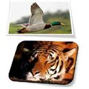 APK Real Animal Sounds Game