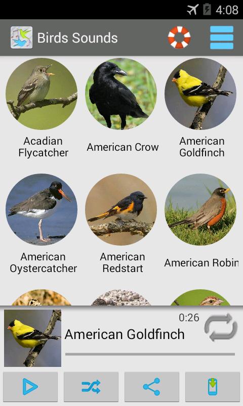 Звуки птиц текст