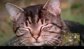 SauerPhone Video Chat screenshot 3