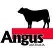 Angus