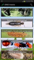 Insect ID: The Ute Guide Affiche