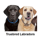 Labrador puppies for sale NSW simgesi