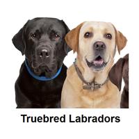 Labrador puppies for sale NSW poster