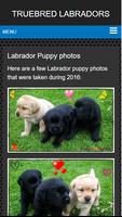 Labrador puppies for sale NSW imagem de tela 2