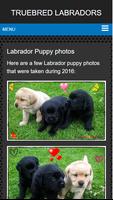 Labrador puppies for sale NSW screenshot 2