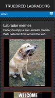 Labrador puppies for sale NSW تصوير الشاشة 3
