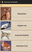 Races de chat Affiche