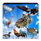 Any Aves Animals icône