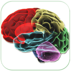 HUMAN BRAIN (PARTS-FUNCTIONS) icon