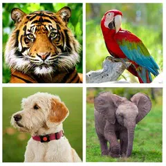 Animal Sounds APK download