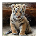 Baby Tigers Wallpapers APK