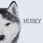 Husky HD Wallpaper أيقونة