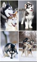 Husky HD Wallpaper 포스터