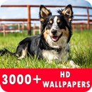 Border Collie Live Wallpapers HD APK