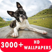 ”Boston Terrier Live Wallpapers HD