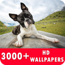 Boston Terrier Live Wallpapers HD APK