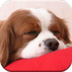 Puppy Dog Games Free APK