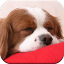 Puppy Dog Games Free APK
