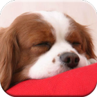 Puppy Dog Games Free icône