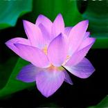 Psychic esp secret meditation