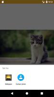 Baby Kitten HD FREE Wallpaper screenshot 1