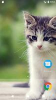 Baby Kitten HD FREE Wallpaper screenshot 2