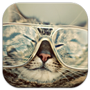 Funny Cats Pictures APK