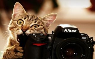 Funny Cats Pictures capture d'écran 2