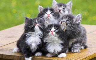 Funny Cats Pictures скриншот 3
