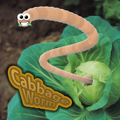 Cabbage Worm