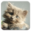 Daily Cats APK