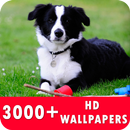 Beagle Live Wallpapers HD APK