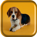 Beagle Puppy Live Wallpaper APK