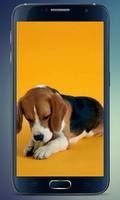 Beagle Puppy Live Wallpaper Affiche